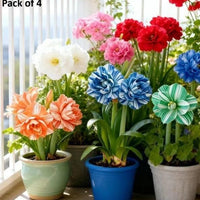 Rare Daffodil Bulbs with Plant Growth Supplement (Pack of 4)
